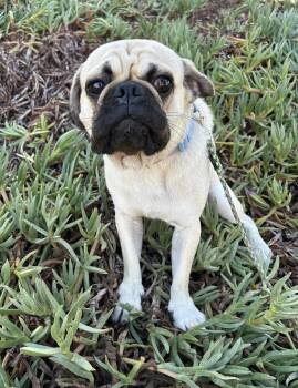 BOWIE -  Pug Dog for Adoption in Bell Gardens, California - BOWIE | PetCurious