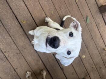 Rescue Great Dane Dogs for Adoption in Rogers, Arkansas - Paris | PetCurious