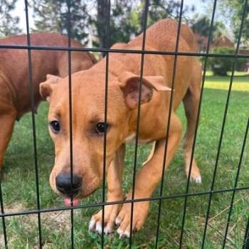 Flash -  Pit Bull Terrier and Mixed Breed Dog for Adoption in Bristol, Indiana - Flash | PetCurious
