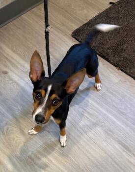 Rescue Chihuahua and Terrier Dogs for Adoption in Hummelstown, Pennsylvania - Andy | PetCurious