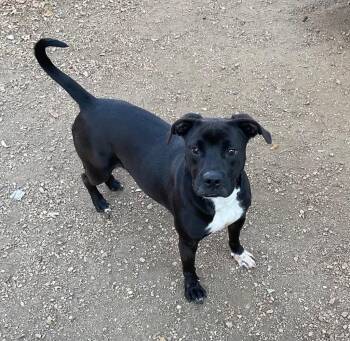 Pit Bull Terrier Dogs Available for Adoption in Missouri City, Texas - Mykel | PetCurious