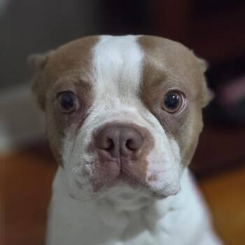 Nicholas -  Boston Terrier Dog for Adoption in Decatur, Alabama - Nicholas | PetCurious