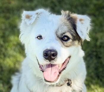 Rescue Border Collie Dogs for Adoption in San Ramon, California - Buddy | PetCurious