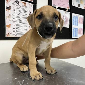 Duncan -  English Bulldog and Mixed Breed Dog for Adoption in Birmingham, Alabama - Duncan | PetCurious