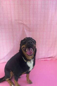Mixed Breed Dogs Available for Adoption in Chickasha, Oklahoma - Precious  | PetCurious