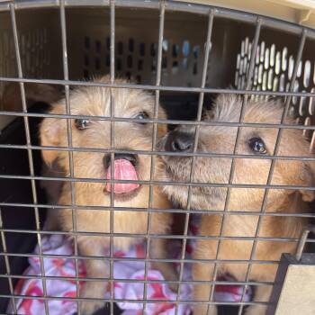 Sabrina -  Cairn Terrier and Border Terrier Dog for Adoption in Gainesville, Virginia - Sabrina | PetCurious