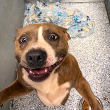 Cheezit -  American Staffordshire Terrier Dog for Adoption in Greenville, South Carolina - Cheezit | PetCurious
