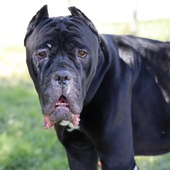 MI AMOR -  Cane Corso Dog for Adoption in Modesto, California - MI AMOR | PetCurious
