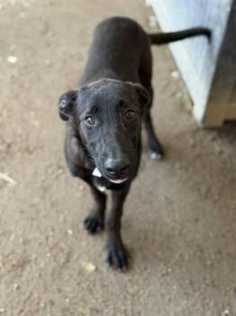 MARLENE -  Labrador Retriever and Mixed Breed Dog for Adoption in Riverside, California - MARLENE | PetCurious