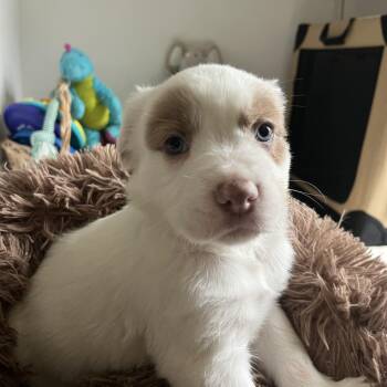 Pit Bull Terrier Dogs Available for Adoption - Mama Paloma Pups  | PetCurious