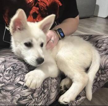 Siberian Husky and German Shepherd Dog Dogs Available for Adoption - Ghost | PetCurious