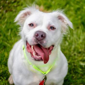 Terrier Dogs Available for Adoption in Valparaiso, Indiana - Renny | PetCurious