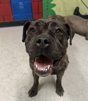 Cane Corso Dogs Available for Adoption in Indianapolis, Indiana - BUNCHA CRUNCH | PetCurious