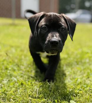 Rescue Pit Bull Terrier Dogs for Adoption in Emporia, Virginia - Bingo | PetCurious