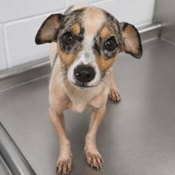 Warren -  Mixed Breed Dog for Adoption in Sarasota, Florida - Warren | PetCurious