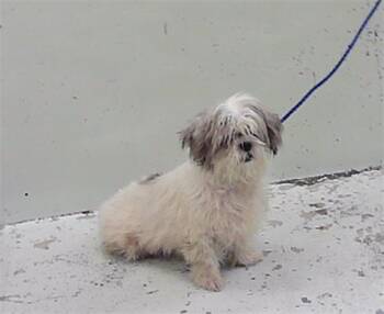 FLUFF -  Shih Tzu Dog for Adoption in Houston, Texas - FLUFF | PetCurious