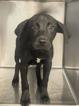 Labrador Retriever and Mixed Breed Dogs Available for Adoption in Tallahassee, Florida - OPAL | PetCurious