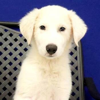 Montana -  Great Pyrenees Dog for Adoption in Fort Davis, Texas - Montana | PetCurious