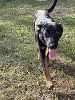 Rescue Belgian Shepherd Malinois and German Shepherd Dog Dogs for Adoption in Watertown, Connecticut - Jester | PetCurious