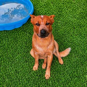 Arlo -  Cattle Dog and Mixed Breed Dog for Adoption in Brownsboro, Alabama - Arlo | PetCurious