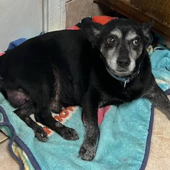 Rescue Chihuahua and Mixed Breed Dogs for Adoption in San Diego, California - Brooks | PetCurious