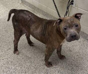Wade -  Pit Bull Terrier and Mixed Breed Dog for Adoption in Kansas City, Missouri - Wade | PetCurious