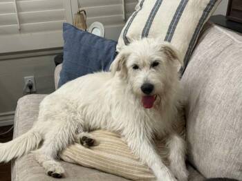 Rescue Wheaten Terrier and Yellow Labrador Retriever Dogs for Adoption in Los Angeles, California - Piper~ The Professional Cuddle Bug | PetCurious