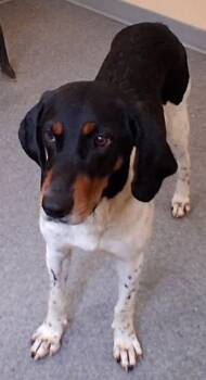 Louie -  Hound Dog for Adoption in Covington, Virginia - Louie | PetCurious