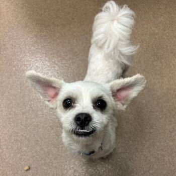 Maltese Dogs Available for Adoption in Hinesville, Georgia - Hector | PetCurious