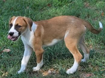 Maurice -  Beagle and Australian Cattle Dog Blue Heeler Dog for Adoption in Morrilton, Arkansas - Maurice | PetCurious