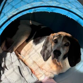 Duke -  Coonhound Dog for Adoption in Elizabethtown, North Carolina - Duke | PetCurious