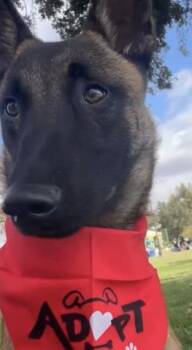 Rescue Belgian Shepherd Malinois Dogs for Adoption in Thousand Oaks, California - Matteo -- URGENT! | PetCurious