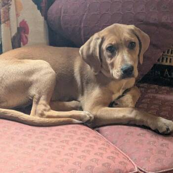 Mixed Breed Dogs Available for Adoption in Asheville, North Carolina - Sandy | PetCurious