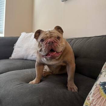 Louie Bulldog -  English Bulldog Dog for Adoption in Kirkland, Washington - Louie Bulldog | PetCurious