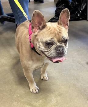 Jazzy -  French Bulldog Dog for Adoption in Mason City, Iowa - Jazzy | PetCurious