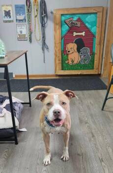 Rescue Pit Bull Terrier Dogs for Adoption in Vandergrift, Pennsylvania - CANDY Tinycauseadopt@gmail.com | PetCurious