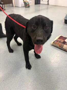 Labrador Retriever and Rottweiler Dogs Available for Adoption in Portland, Indiana - Kingston | PetCurious