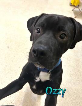 Ozzy -  Black Labrador Retriever Dog for Adoption in Muncie, Indiana - Ozzy | PetCurious