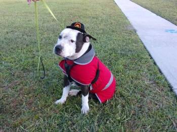 Rescue American Staffordshire Terrier Dogs for Adoption in St. Augustine, Florida - Buster | PetCurious