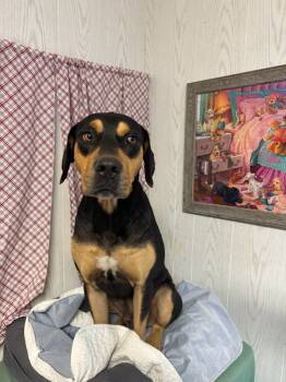 Rescue Black And Tan Coonhound Dogs for Adoption in Opelousas, Louisiana - BRISKET | PetCurious