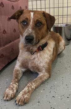 Australian Cattle Dog Blue Heeler Dogs Available for Adoption - Marsh (bonded W/ Coral) | PetCurious