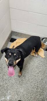 Daphne -  Mountain Cur and German Shepherd Dog Dog for Adoption in Van Wert, Ohio - Daphne | PetCurious