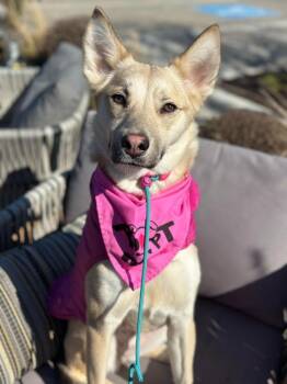 Husky and Terrier Dogs Available for Adoption - Lulu2 | PetCurious