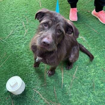 Gus -  Schnauzer and Mixed Breed Dog for Adoption in Semmes, Alabama - Gus | PetCurious