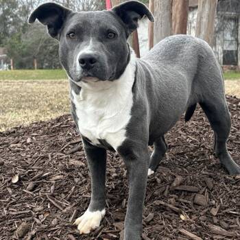 Mixed Breed Dogs Available for Adoption - Manhattan | PetCurious