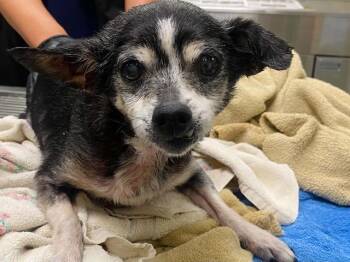 ROSITA -  Chihuahua Dog for Adoption in Tustin, California - ROSITA | PetCurious