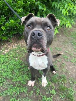 Long Arm of the Law -  Pit Bull Terrier Dog for Adoption in Richmond, Virginia - Long Arm Of The Law | PetCurious