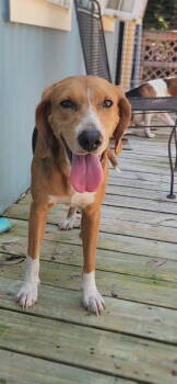 Rescue Hound Dogs for Adoption in Winton, North Carolina - Clover | PetCurious