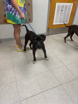 Rescue Pit Bull Terrier Dogs for Adoption in Sorrento, Louisiana - Scudder | PetCurious