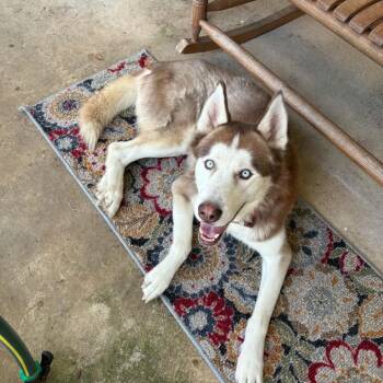 Buddy Blue -  Husky Dog for Adoption in Huntington, West Virginia - Buddy Blue | PetCurious